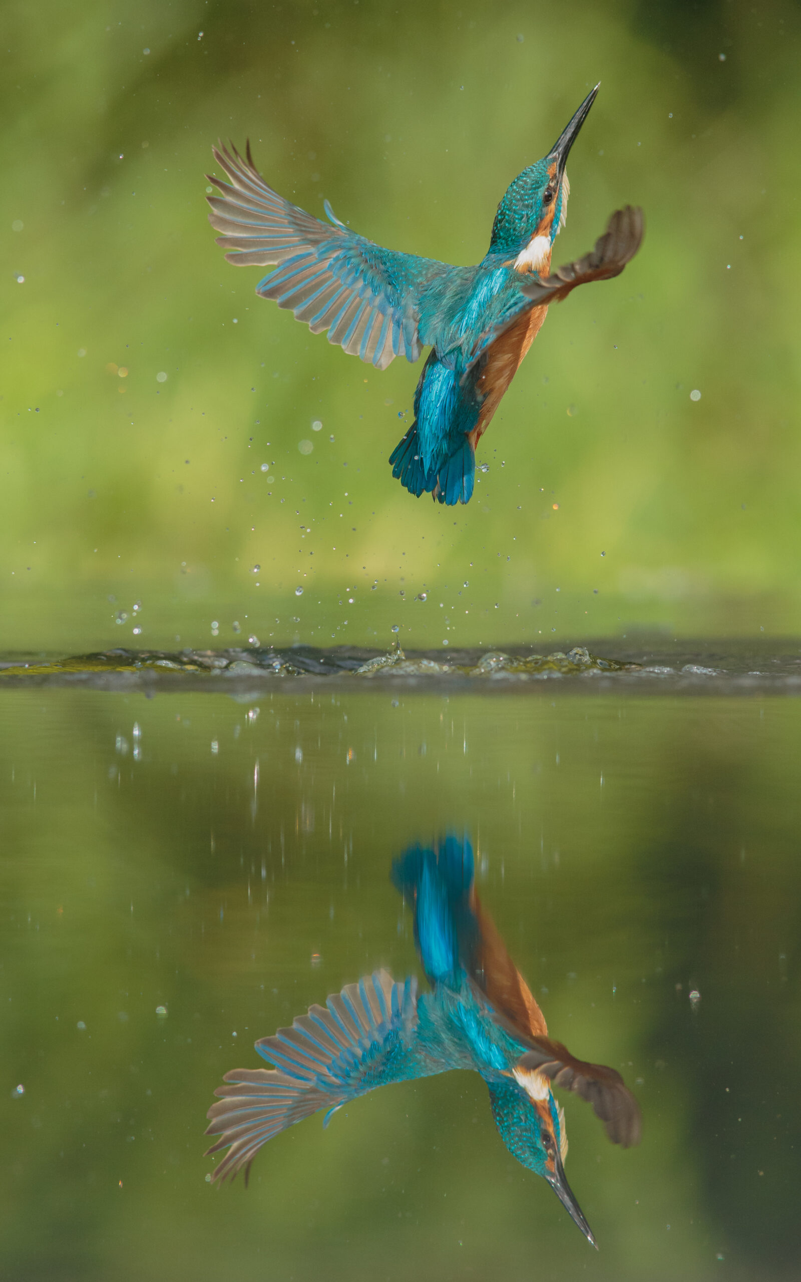  Kingfisher Bird emerging from pond